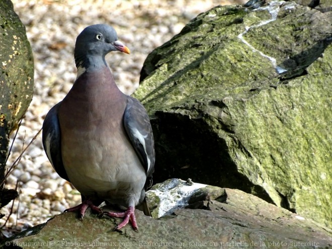 Photo de Pigeon - ramier