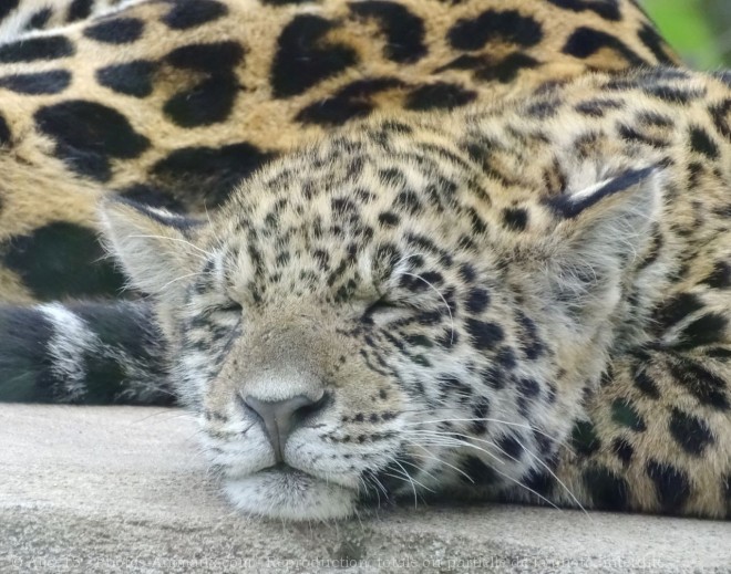 Photo de Jaguar