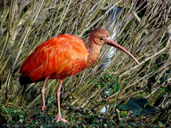 Photo d'Ibis rouge