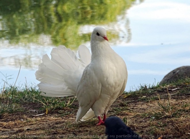 Photo de Colombe