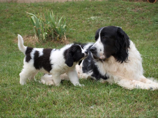 Photo de Landseer (type continental europen)