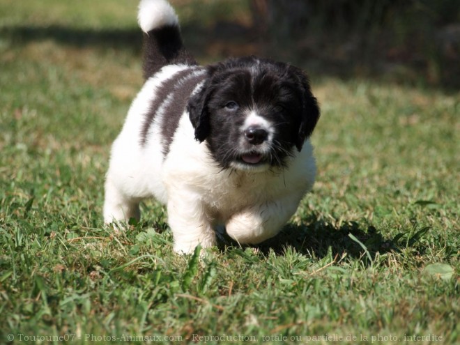 Photo de Landseer (type continental europen)