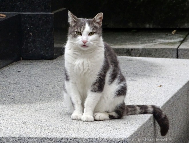 Photo de Chat domestique