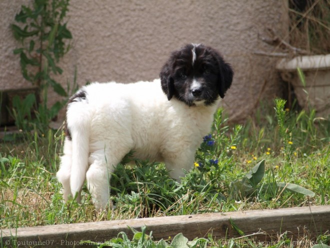 Photo de Landseer (type continental europen)