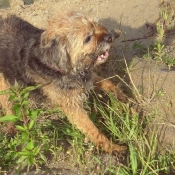 Photo de Border terrier