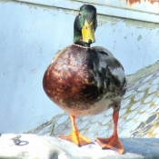 Photo de Canard colvert