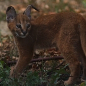 Photo de Caracal