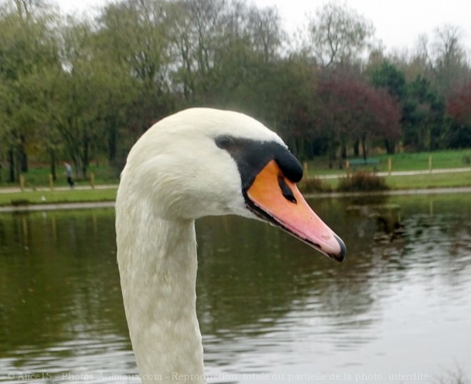 Photo de Cygne