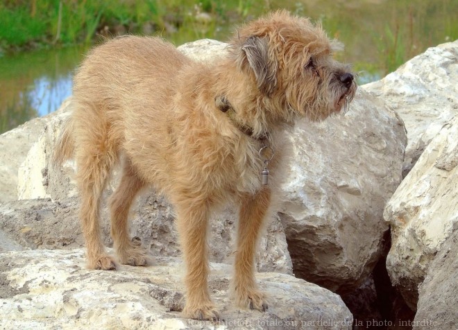 Photo de Border terrier