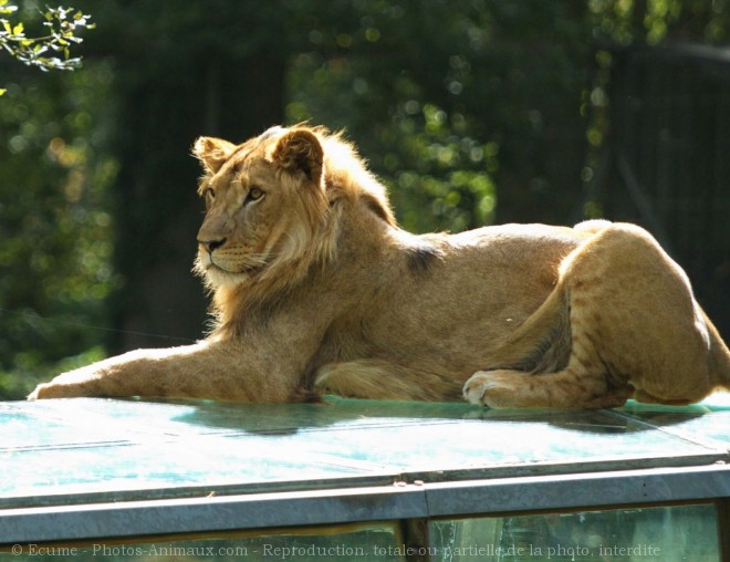 Photo de Lion