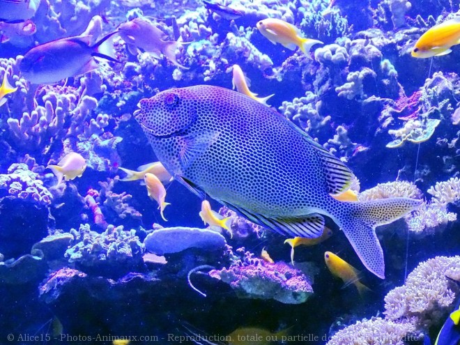 Photo de Poissons exotiques