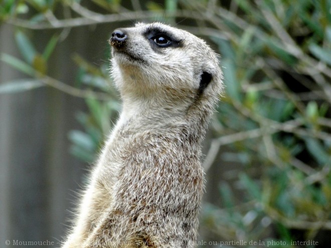 Photo de Suricate