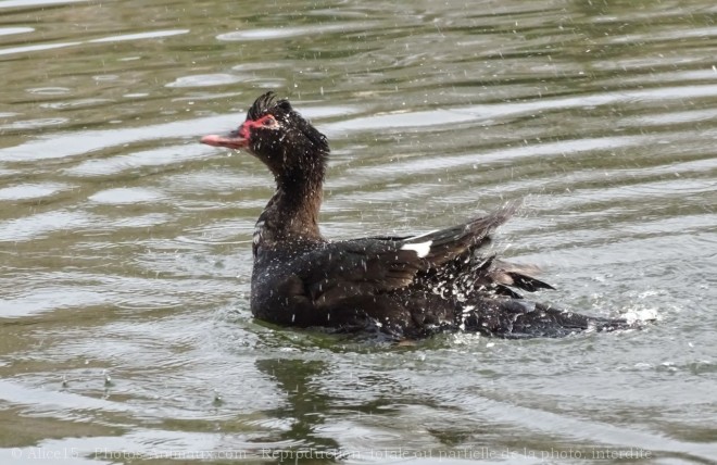 Photo de Canard de barbarie