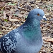 Photo de Pigeon