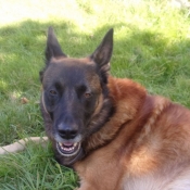 Photo de Berger belge malinois