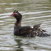 Photo de Canard de barbarie