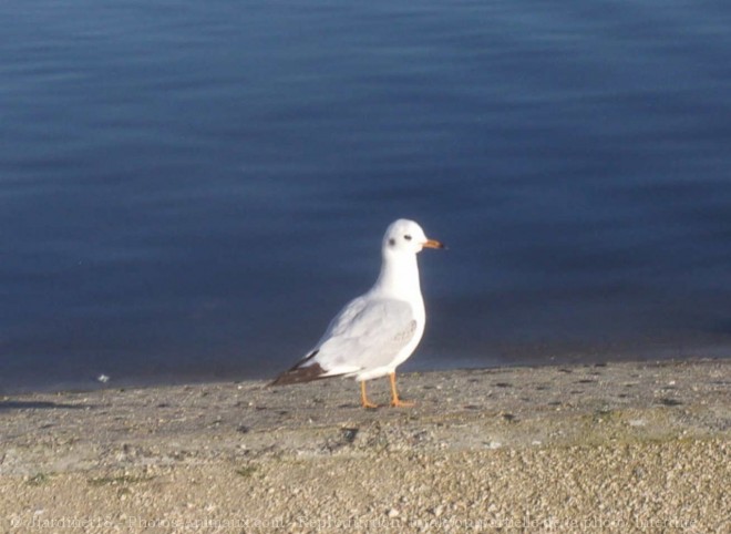 Photo de Mouette