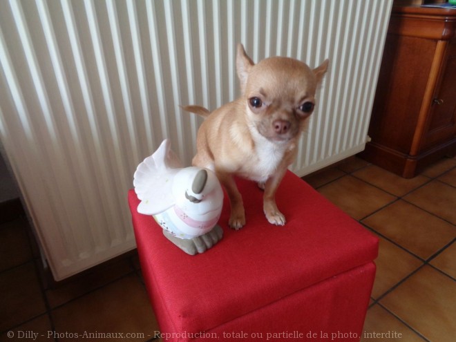 Photo de Chihuahua  poil court