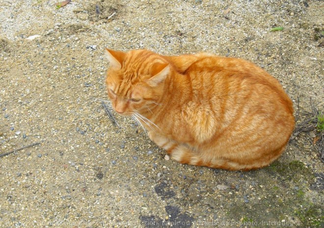 Photo de Chat domestique