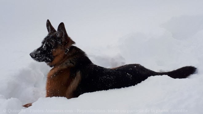 Photo de Berger allemand  poil court