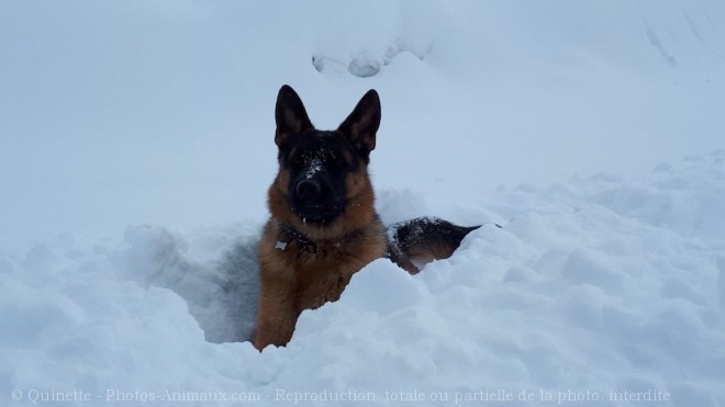 Photo de Berger allemand  poil court