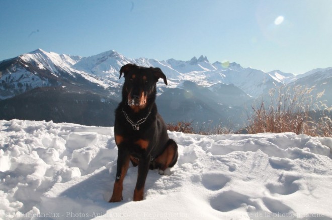 Photo de Berger de beauce