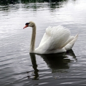 Photo de Cygne