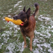 Photo de Berger belge malinois