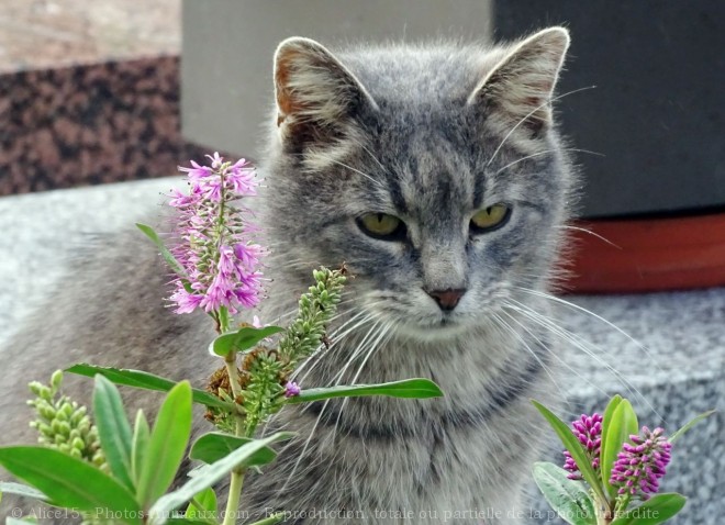 Photo de Chat domestique