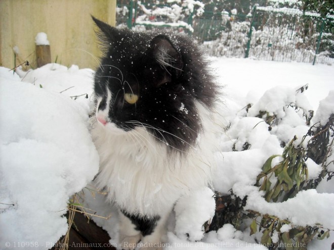 Photo de Chat domestique