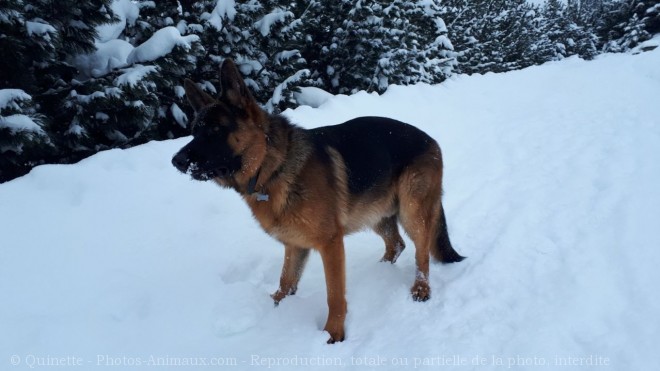 Photo de Berger allemand  poil court