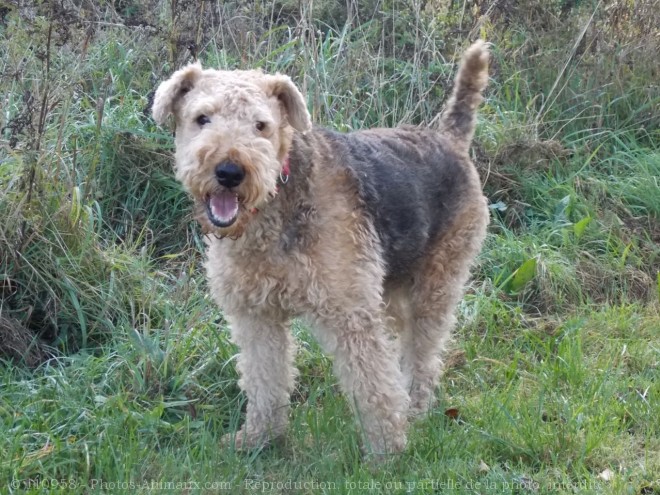 Photo d'Airedale terrier