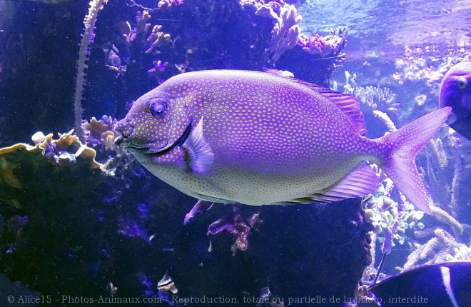 Photo de Poissons exotiques