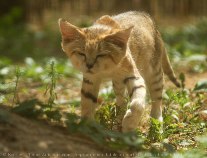 Photo de Chat des sables