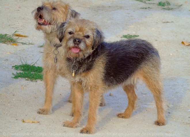 Photo de Border terrier