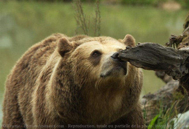 Photo d'Ours