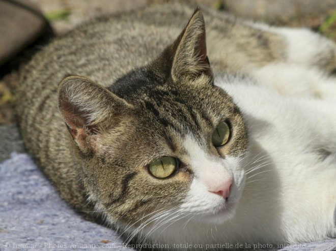 Photo de Chat domestique