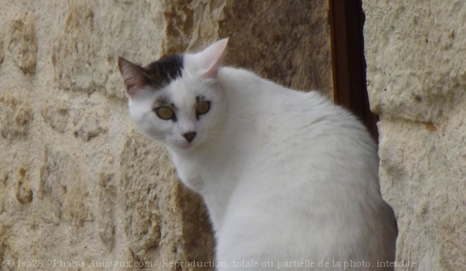 Photo de Chat domestique