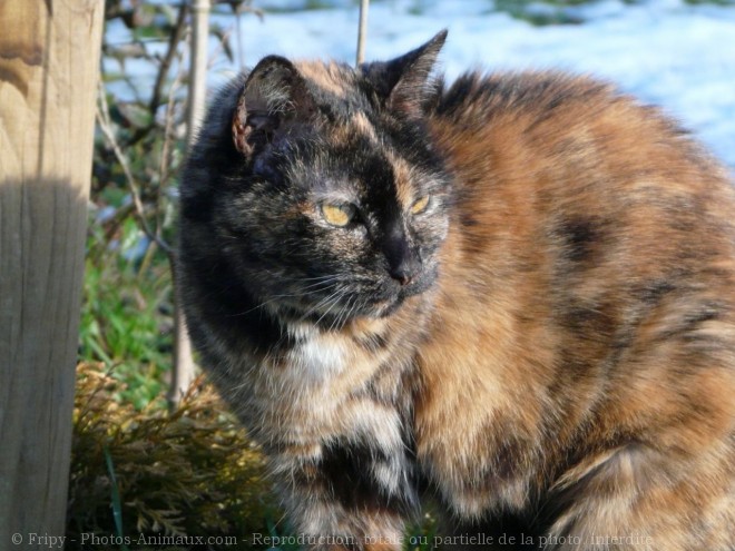 Photo de Chat domestique