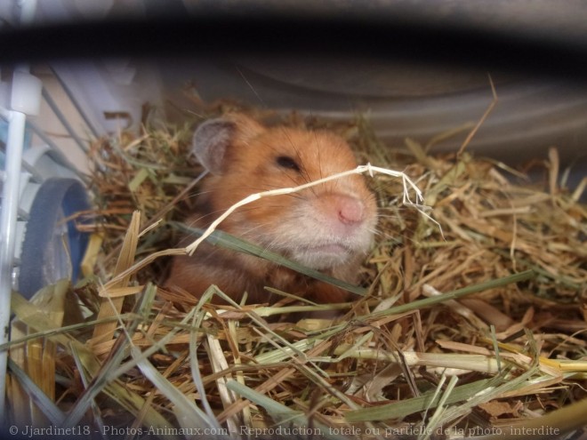 Photo de Hamster