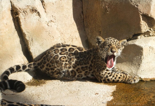 Photo de Jaguar