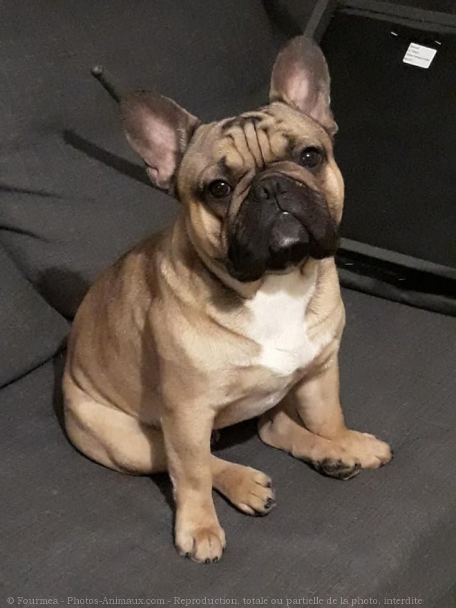 Photo de Bouledogue franais