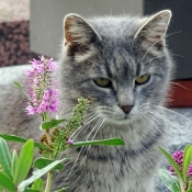 Photo de Chat domestique