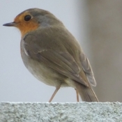 Photo de Rouge gorge