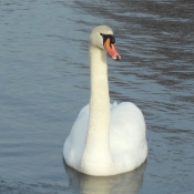 Photo de Cygne