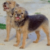 Photo de Border terrier