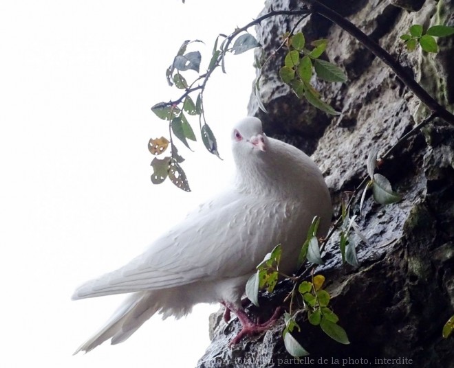 Photo de Pigeon