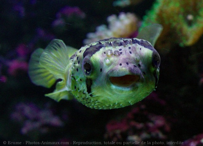 Photo de Poissons exotiques