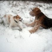 Photo d'Airedale terrier