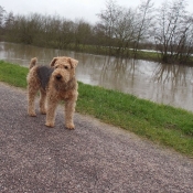 Photo d'Airedale terrier